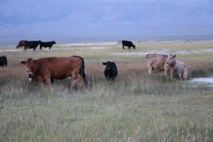cows grazing near hot springs      